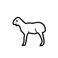 Sheep