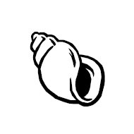 Spiral Shell