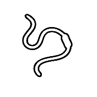 Worm