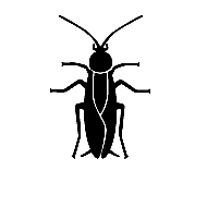 Cockroach