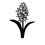 Hyacinth